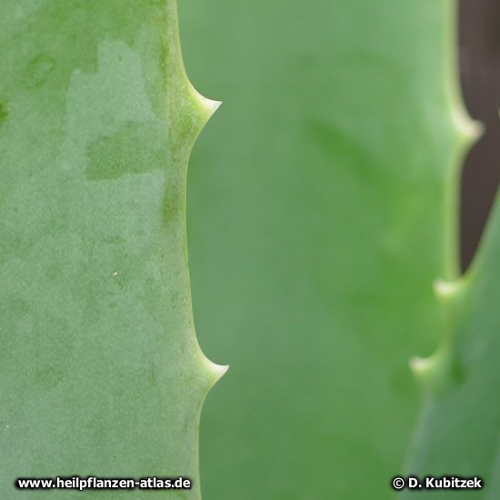 Aloe vera