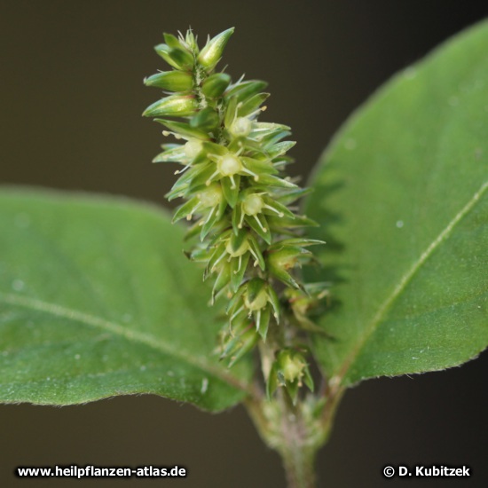 Achyranthes