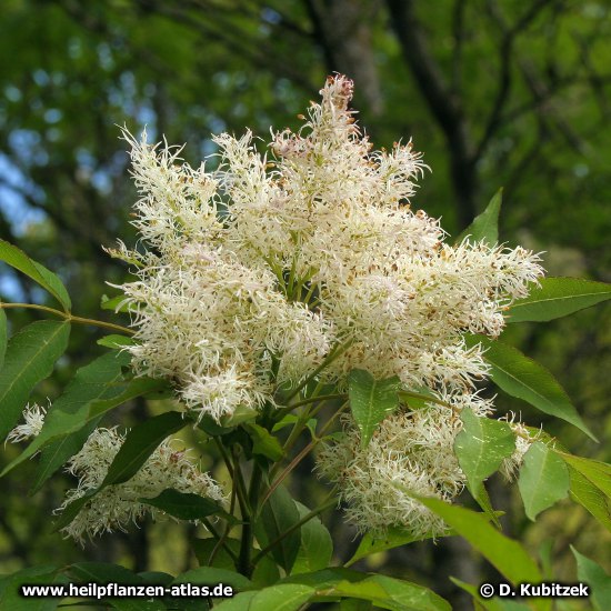 Blumen-Esche