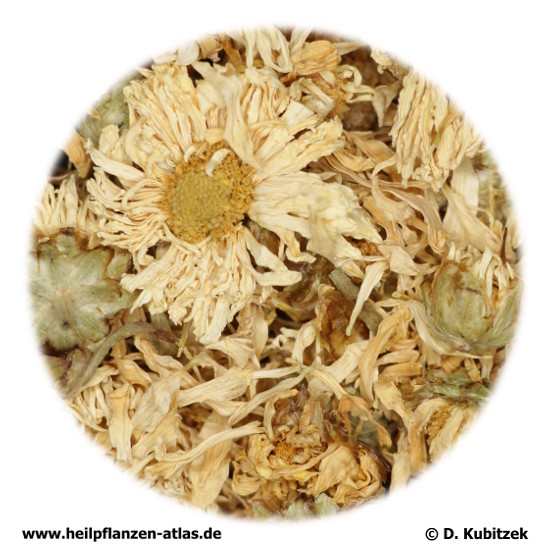 Chrysantheme