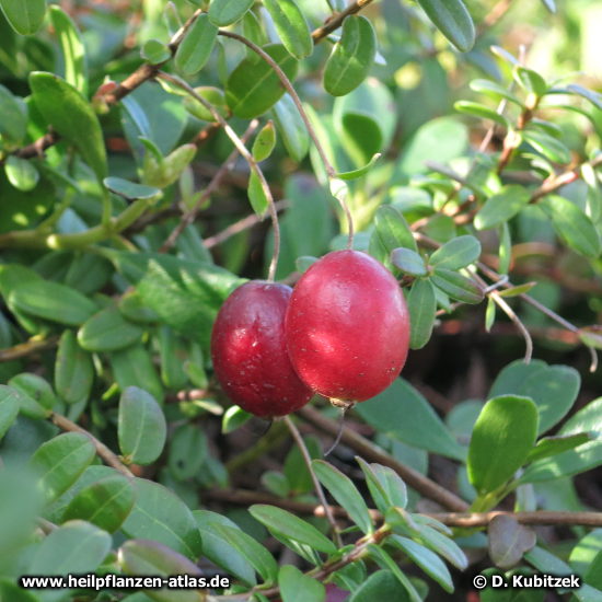 Cranberry