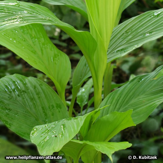 Curcuma