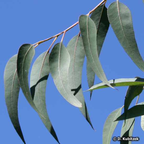 Eukalyptus