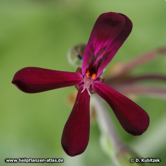 Pelargonie