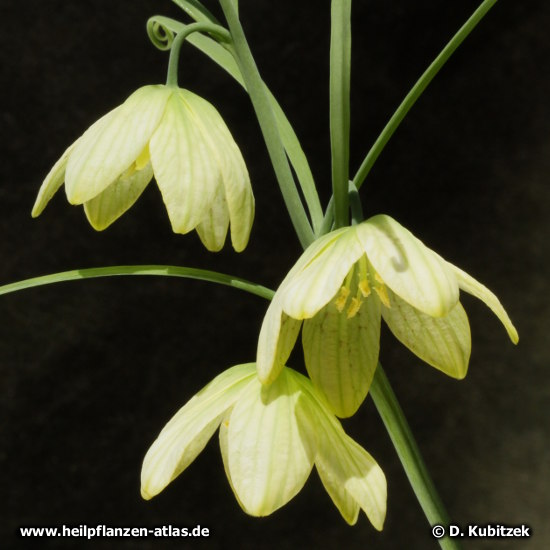 Zhekiang-Fritillaria