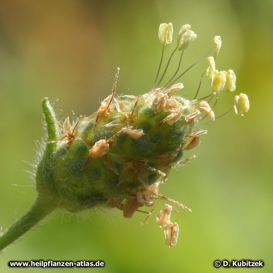 Flohsamen