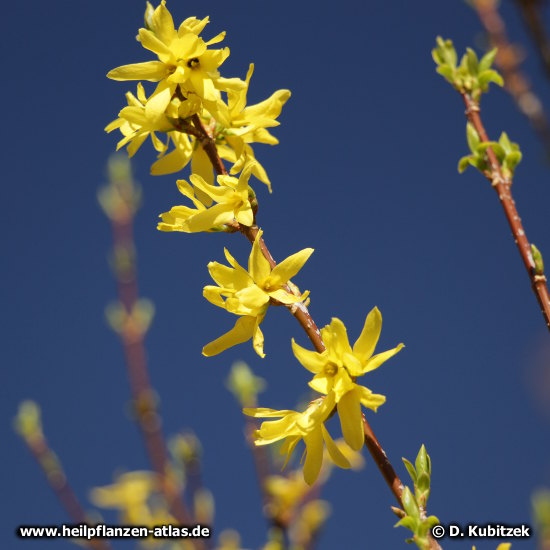 Forsythie